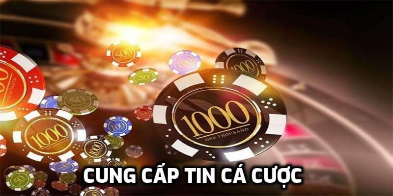 Cung cấp tin cá cược